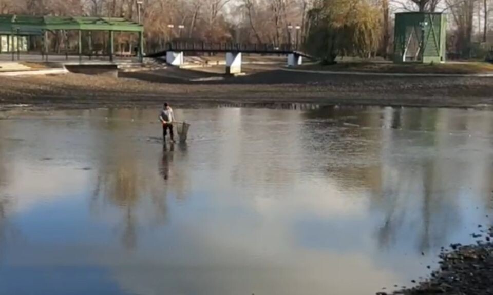    Карпов вылавливают из пруда в "Изумрудном". Источник: t.me/vvakaev