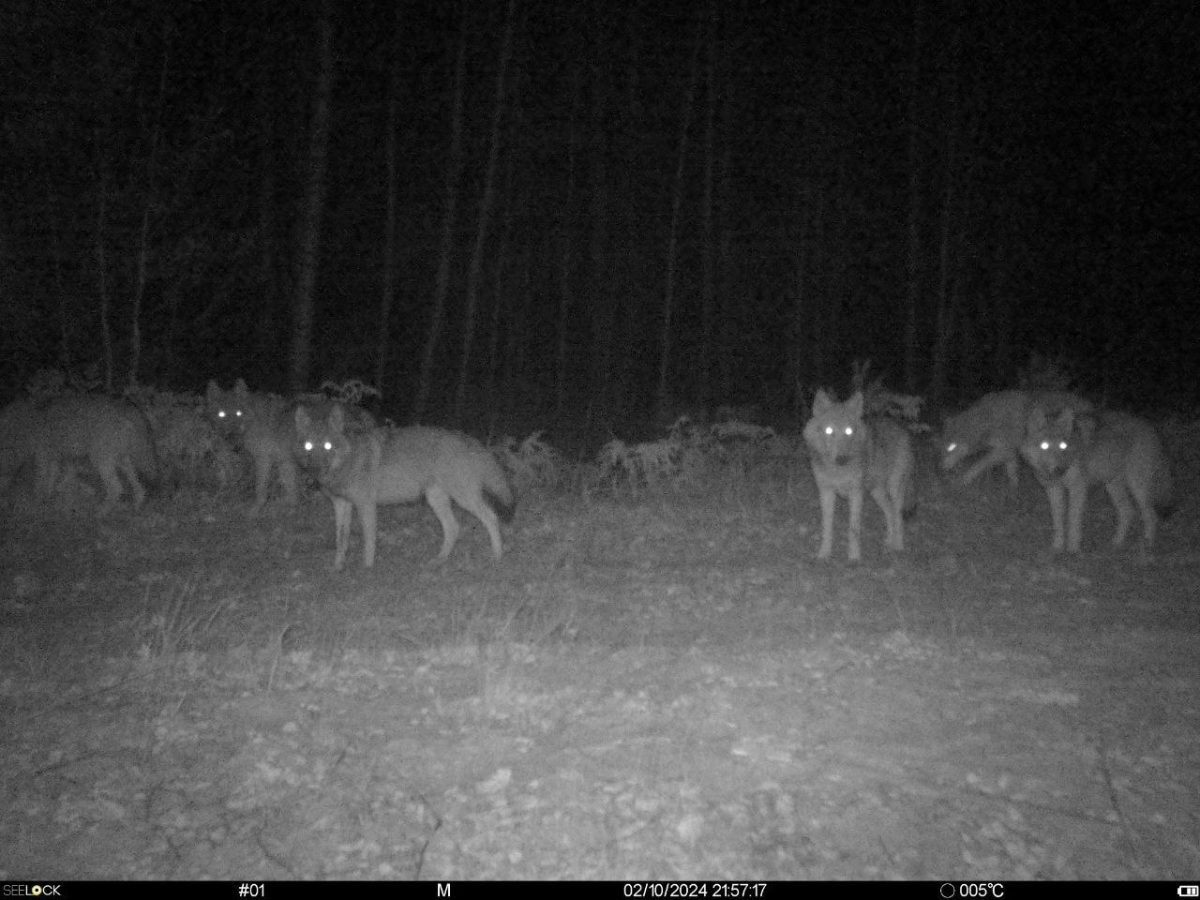    Осенью волки объединяются в стаи для охоты