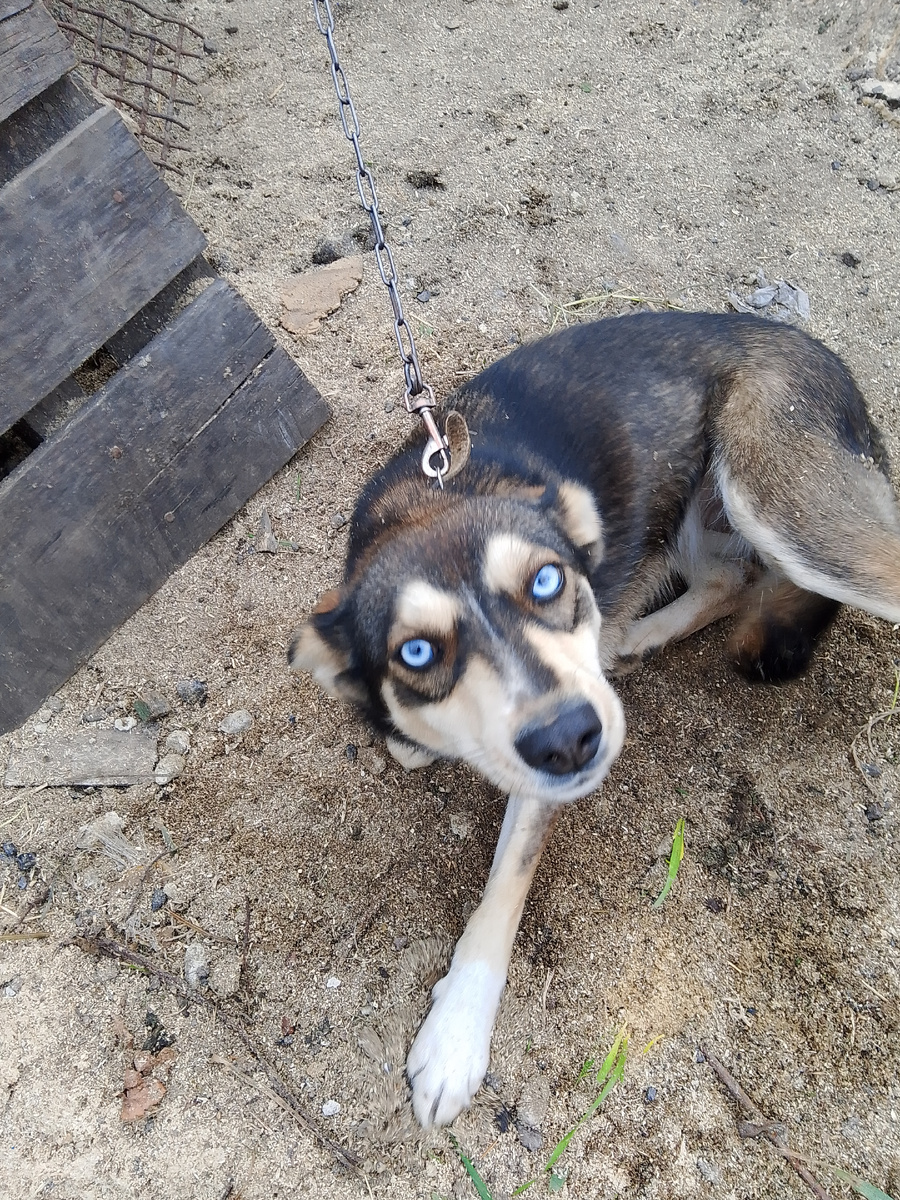 Выпрашивает чтоб её погладили, надо своим напомнить что давно её никто не выгуливал.