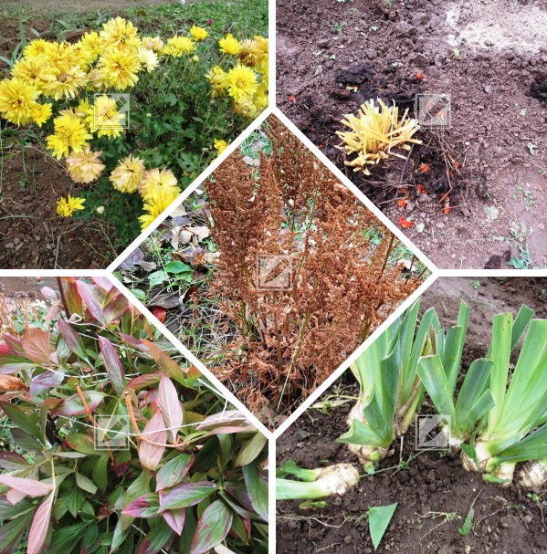 коллаж из фотографий автора