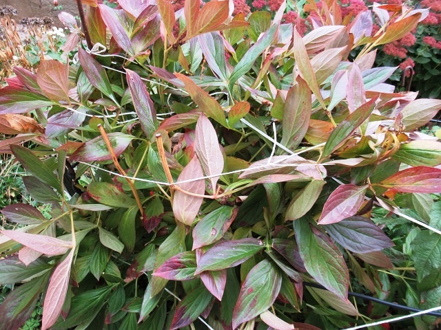 пионы 20 октября 2024 г, фото автора