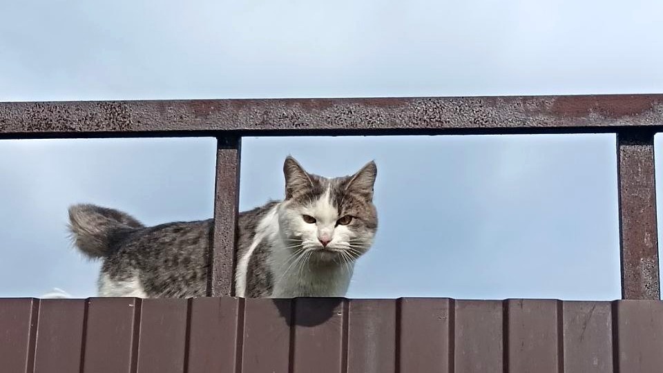 Родственники оставили кошку на даче на сутки, с такой моськой она их встретила на следующий день