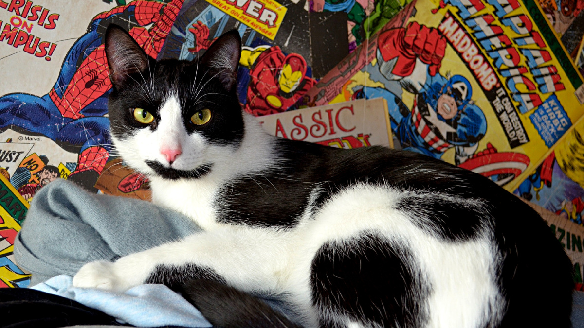 Домашние котики ограничены в пространстве