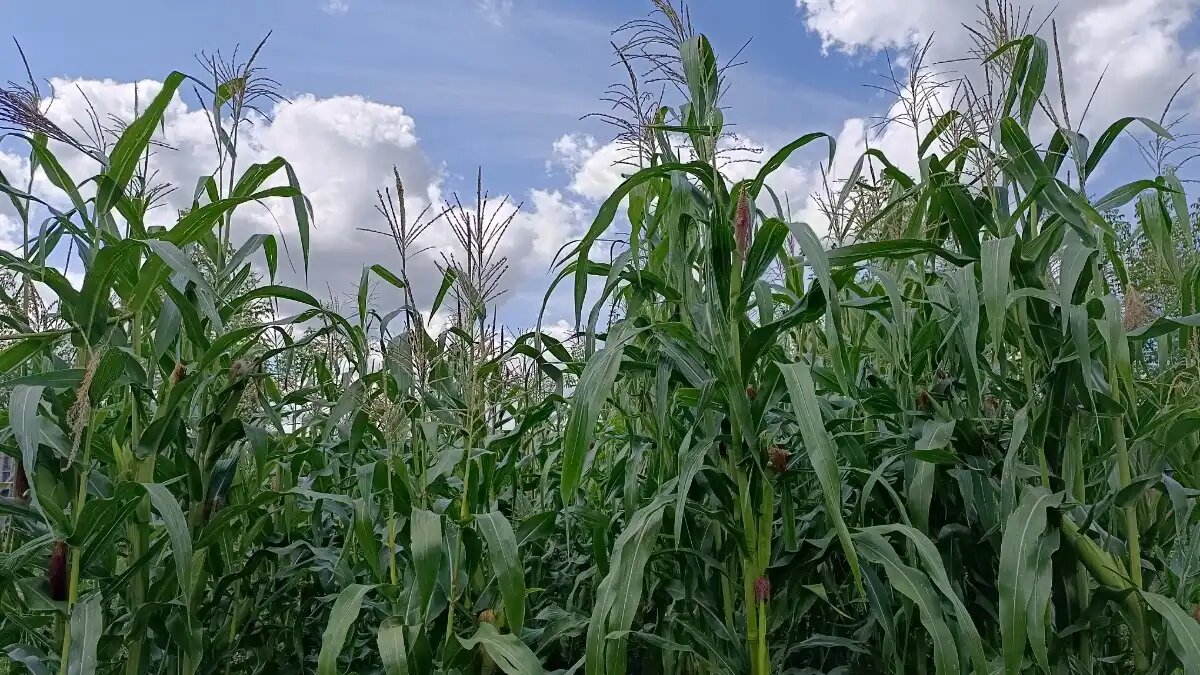 Фото:© Ирина Борисова / Glavagronom.ru Команда российских разработчиков создала автоматизированную систему для внесения удобрений