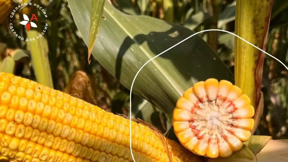 Фото:Агроплазма Создан первый российский гибрид восковидной кукурузы компанией Агроплазма