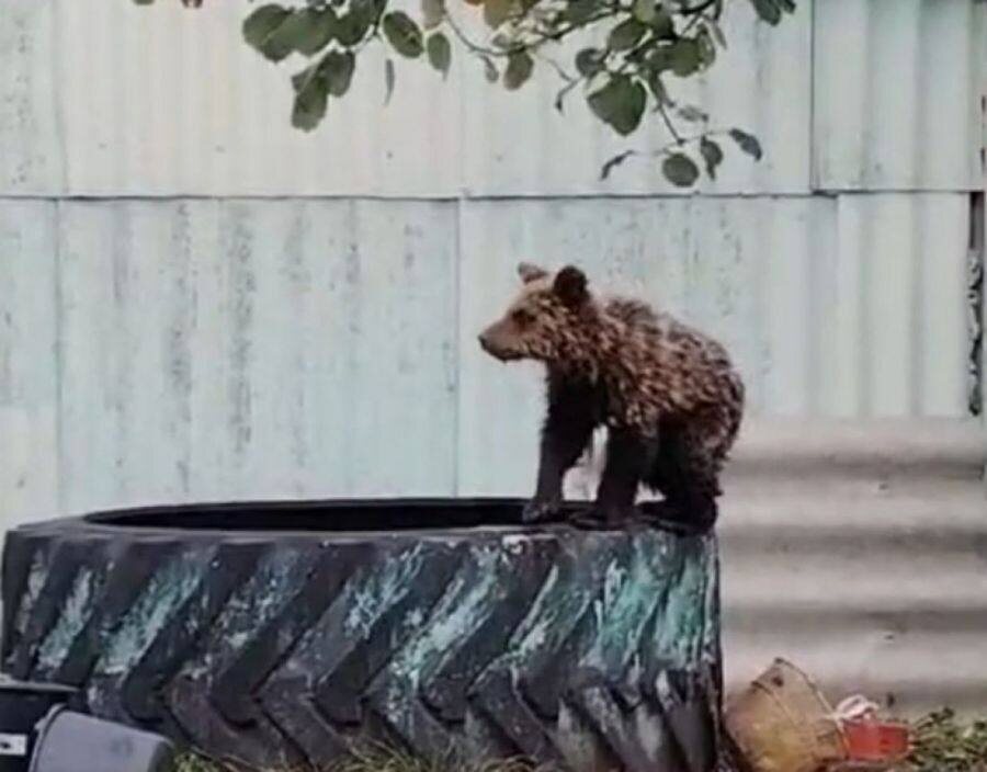 Фото из Telegram-канала пензенского минлесхоза