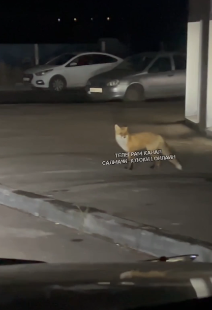    Фото: скриншот