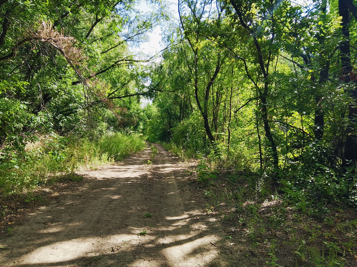 Лес и дорога