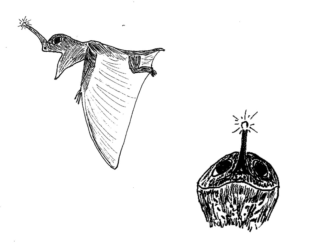 Ночной дозорный: вид сбоку и голова анфас (с закрытым ртом). Рисунок автора.