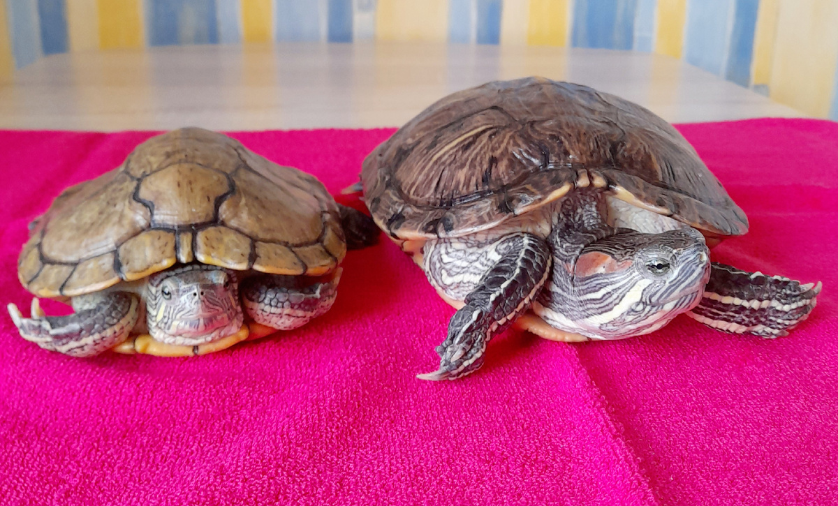 Коля слева, Бузи справа.