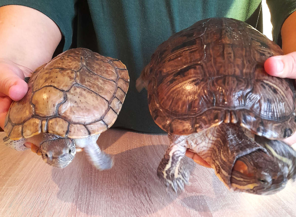 Коля слева, Бузи справа. Заметьте, что почти на всех совместных фотках черепах Бузи отворачивается от Коли) Он достает ее своими ухаживаниями.