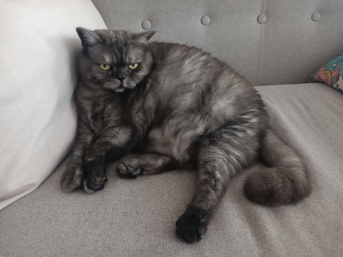 Часто на вас так смотрят коши? 🙈