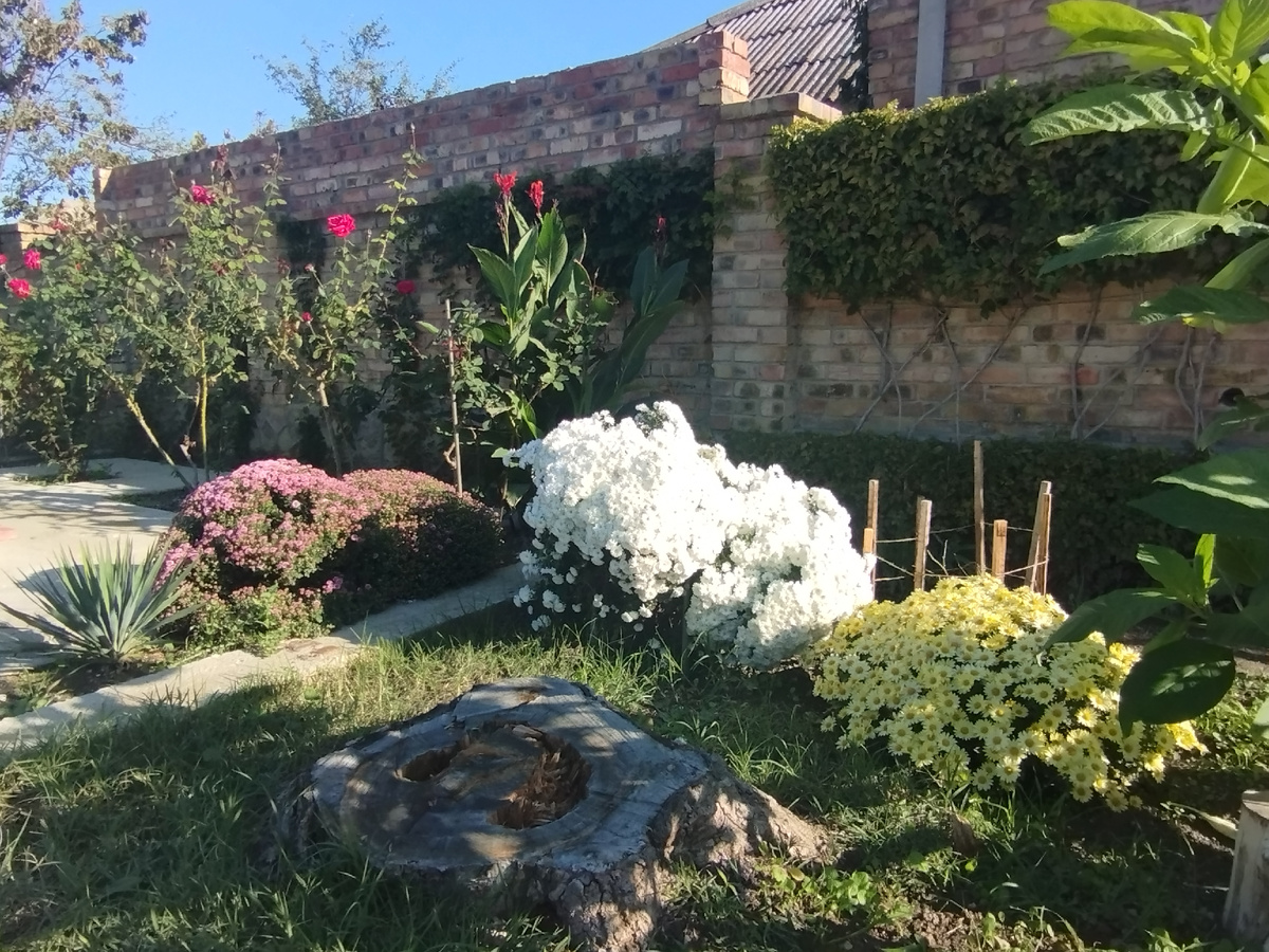 Хризантемы. Сегодня. Фото автора канала