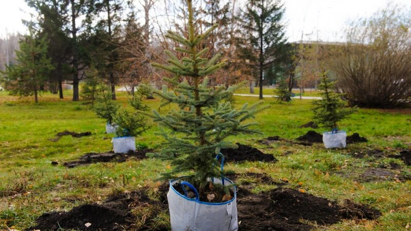     Аллея «Семейных компаний» Дмитрий Лямзин