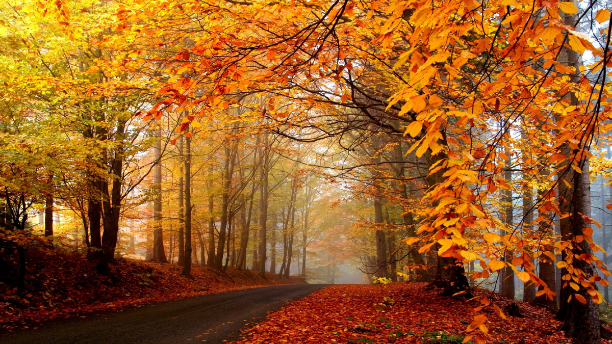  «Стояли последние дни сентября, когда без всяких видимых причин жизнь становится такой печальной…»
                                                                                                                                (Рэй Брэдбери) 
