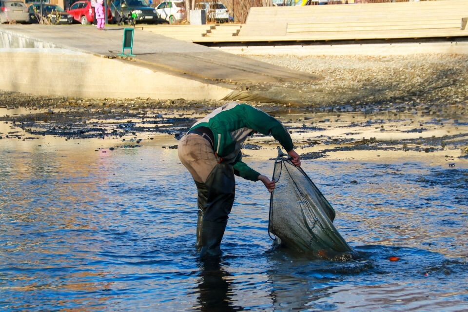    В барнаульском парке "Изумрудном" выловили золотистых карпов для переправки на зимовку. Источник: Виталий Барабаш