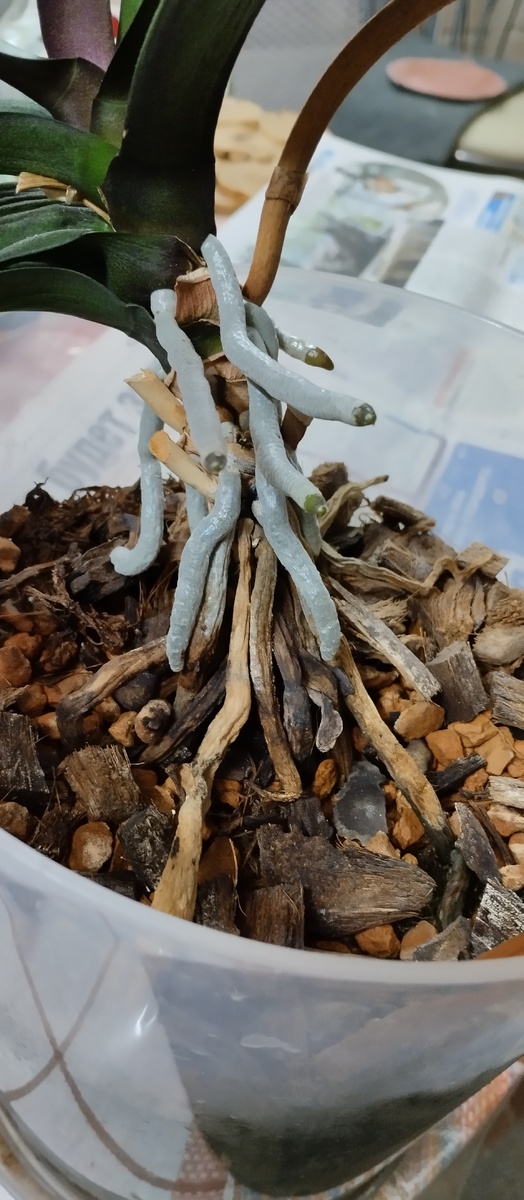 Орхидея росла в этом грунте несколько лет. Больше пяти лет точно. 