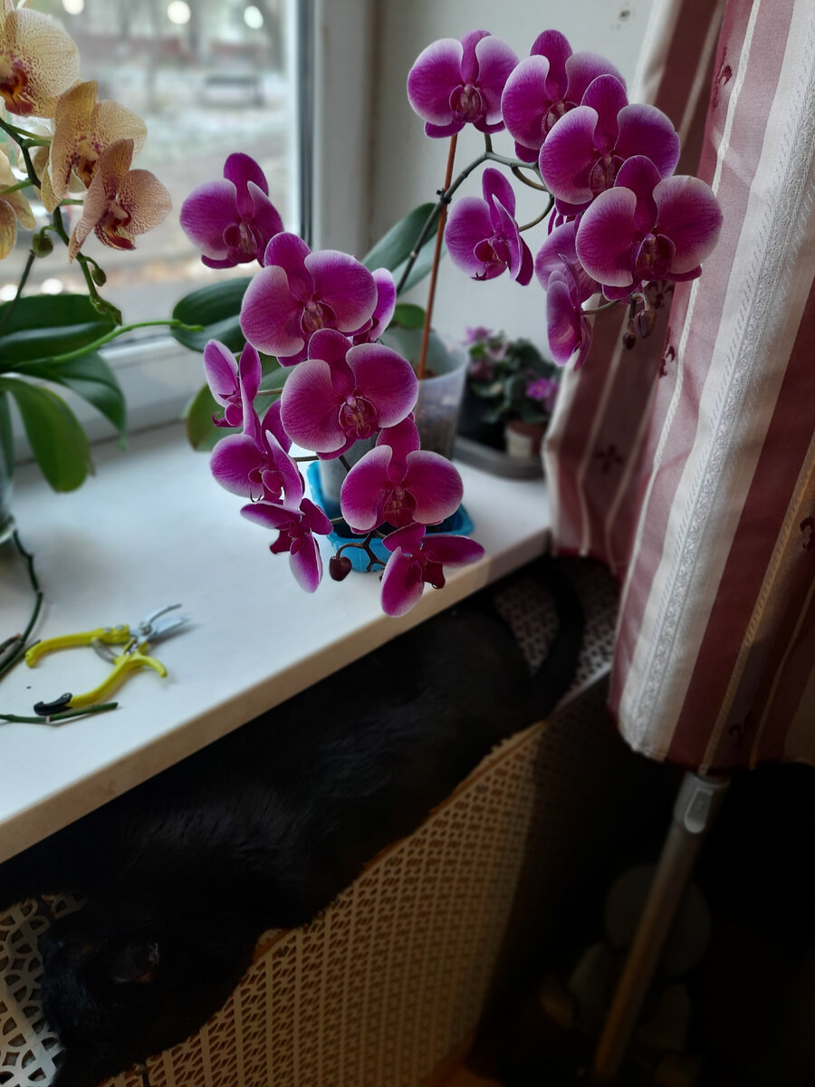 Это и есть Жемчужина Императора. 