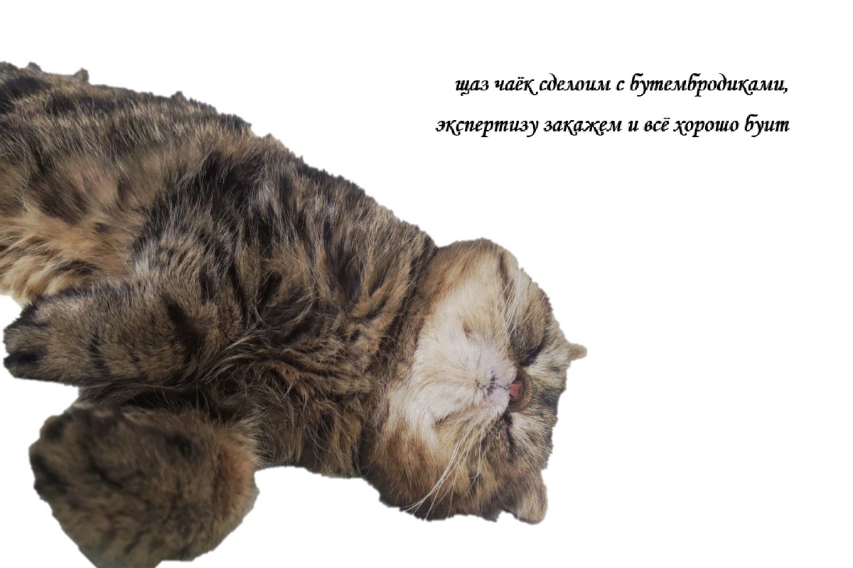 Кот выразил согласие на использование его изображений (за рыбов)