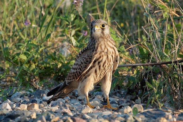 Пустельга  Фото: из группы дирекции ООПТ ВКонтакте