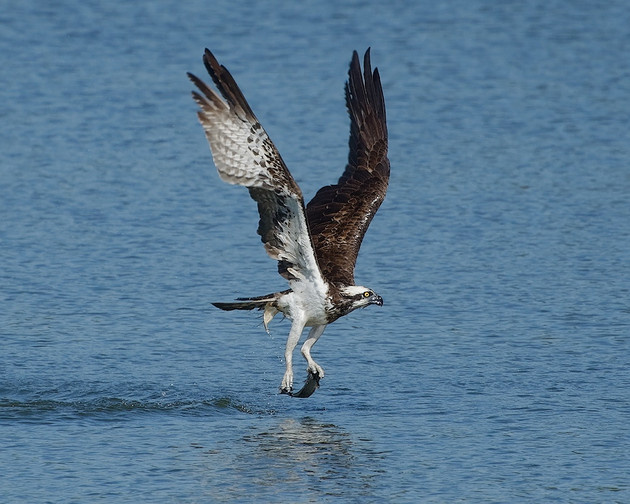 Скопа. Фото Дмитрия Пожарского