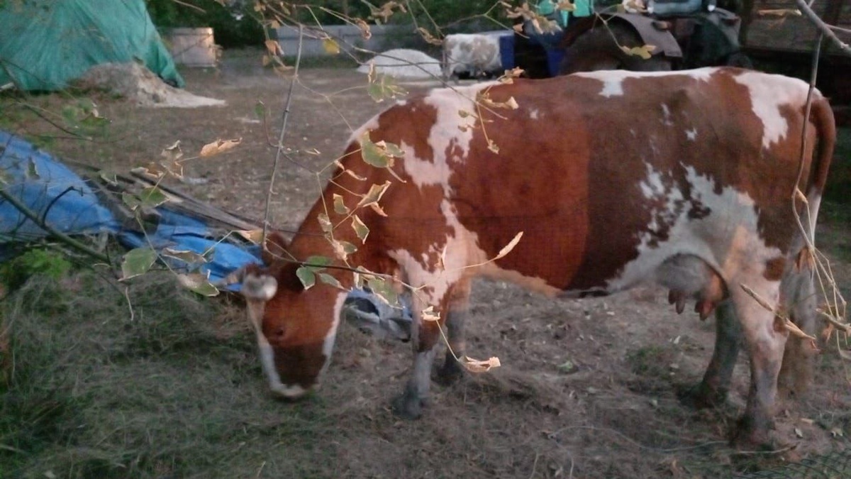 Тем временем в деревне: