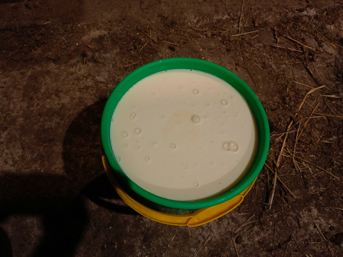 Вечером Красотка дает 10л. И столько же утром. А девчули по 10 за сутки.