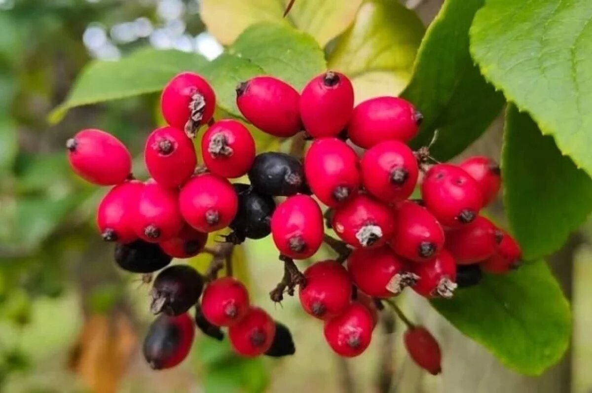    В Сочи появились плоды на гималайской калине