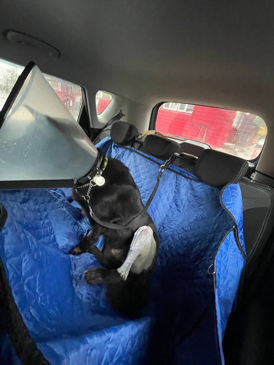 Едем после операции домой на реабилитацию