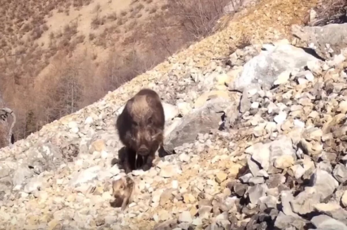    Семья диких кабанов с детёнышами попала на видео в Бурятии