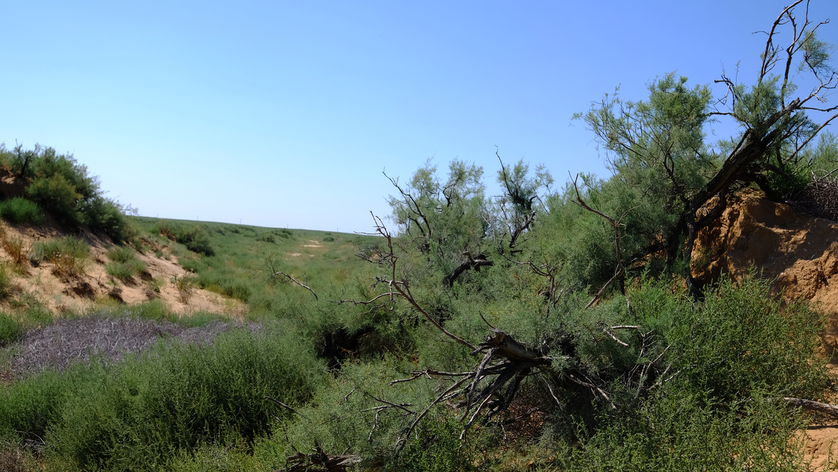 Степь. 2022 г.