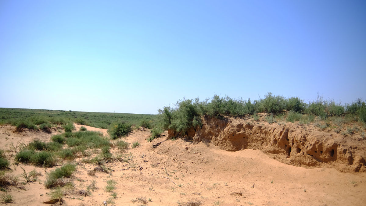 Степь. 2022 г.