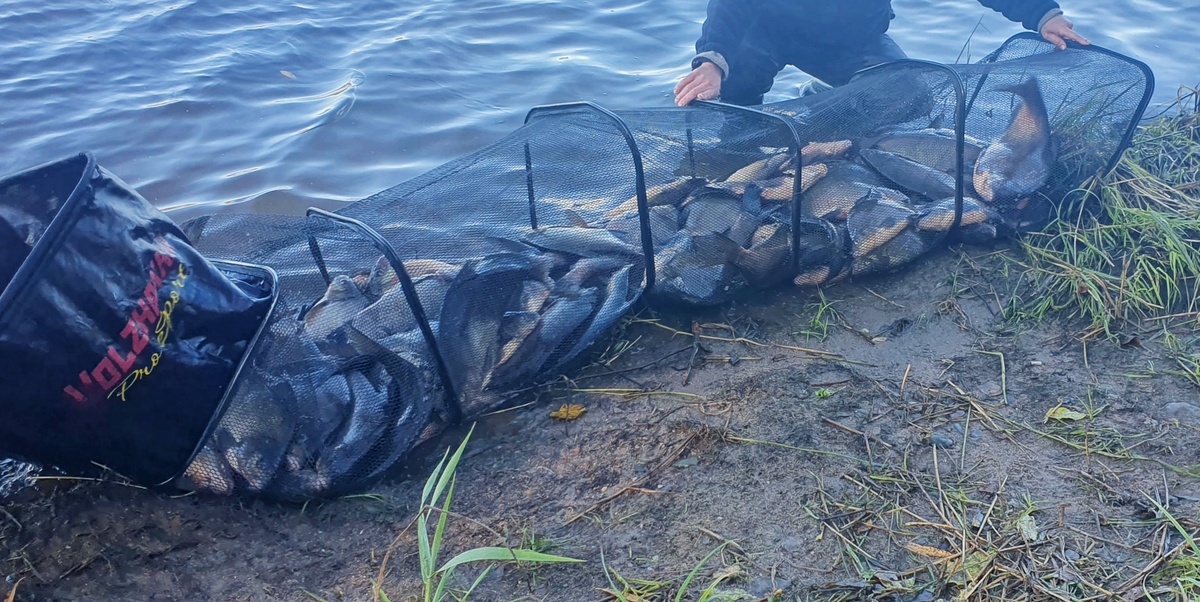 Небольшой улов леща за рыбалку, благо, тут все кроме двух рыб было отпущено...