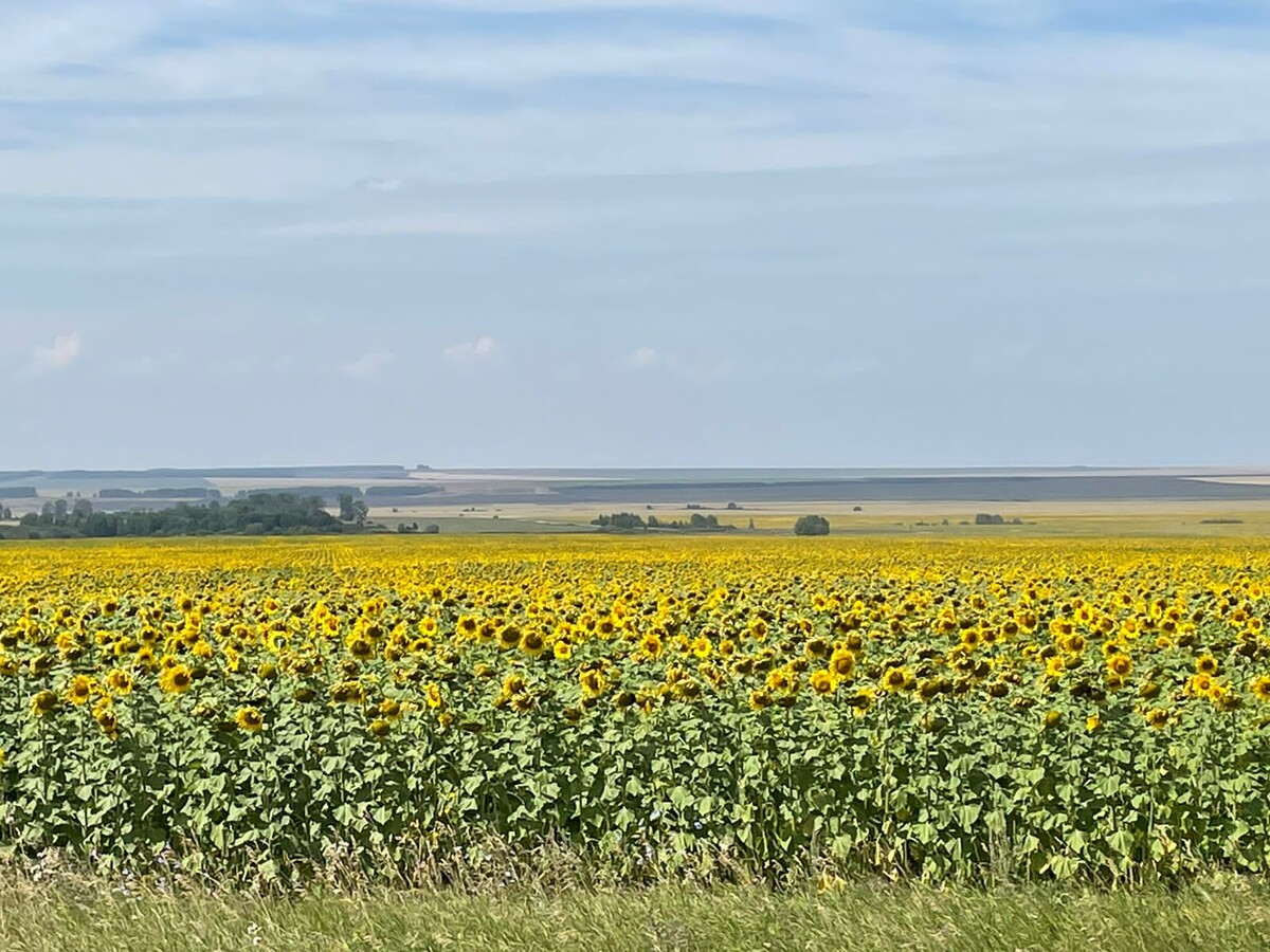 Делайте заявки на семена уже сейчас и работайте только с оригинатором. Это гарантия качества посевного материала и залог будущего урожая! На фото: производственный посев сорта Алей в Змеиногорском районе Алтайского края, 2022 г.