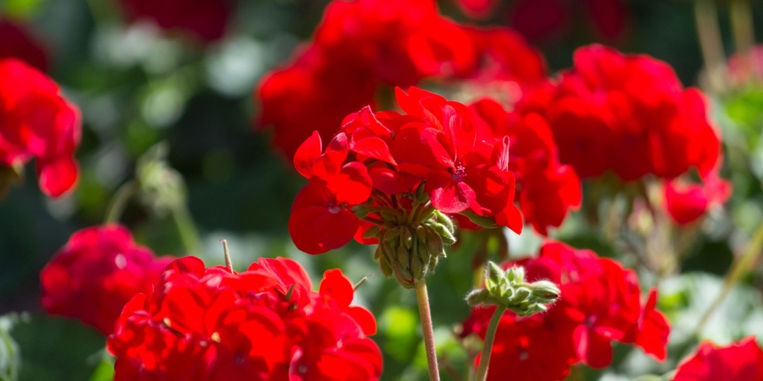 Три досадные ошибки в уходе за геранью, из-за которых она не выбрасывает по 7-9 цветоносов за раз – вроде не сложно, но забываем