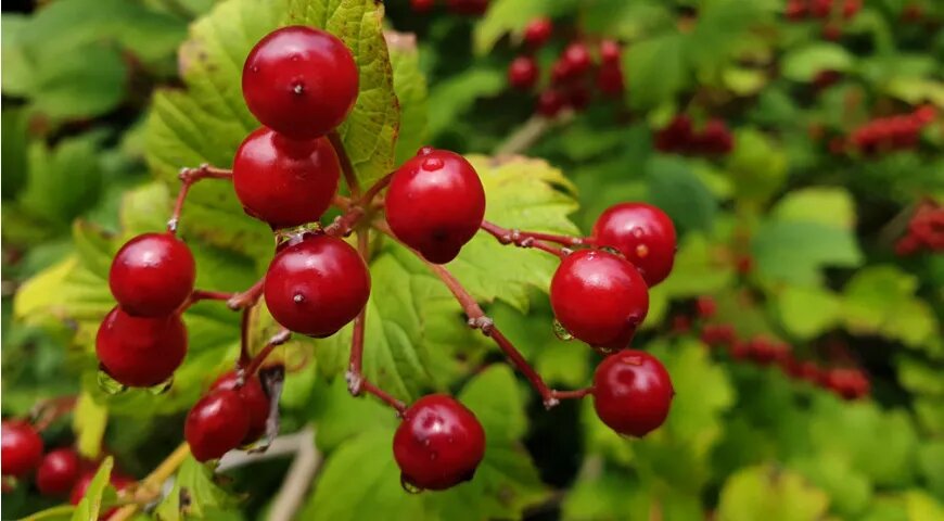   Калина — один из лучших природных источников аскорбиновой кислоты