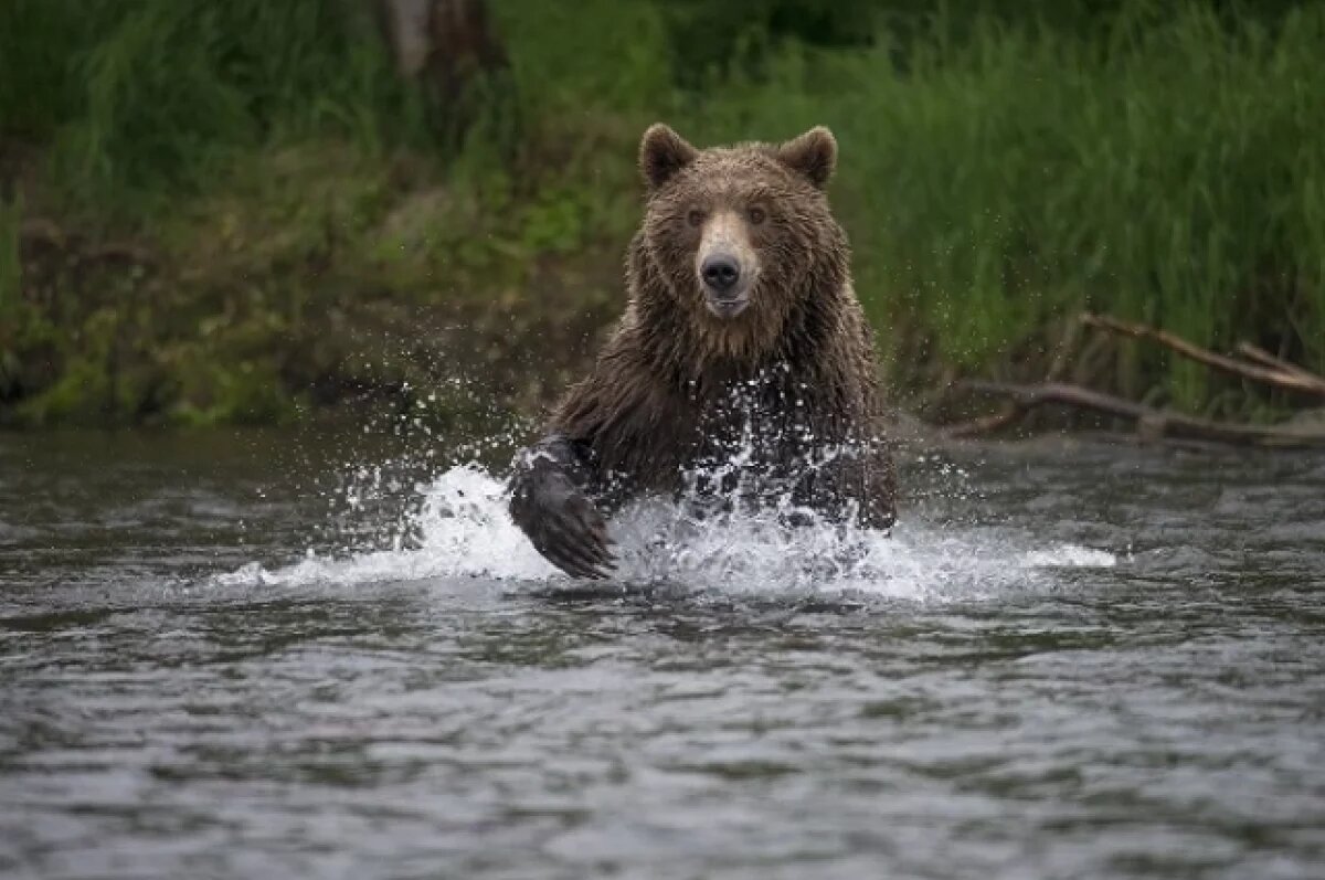    В Колпашевском районе в мясе отстрелянного медведя найден трихинеллез