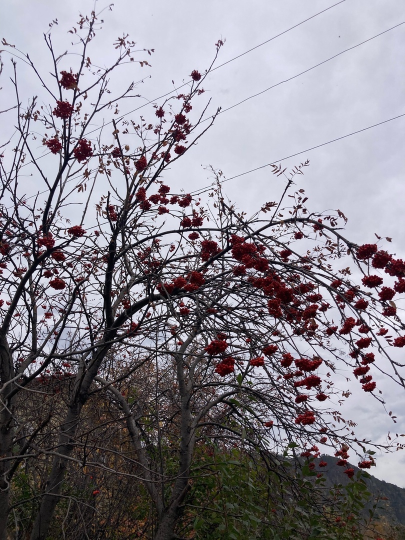 Гроздья рябины на улицах осеннего посёлка