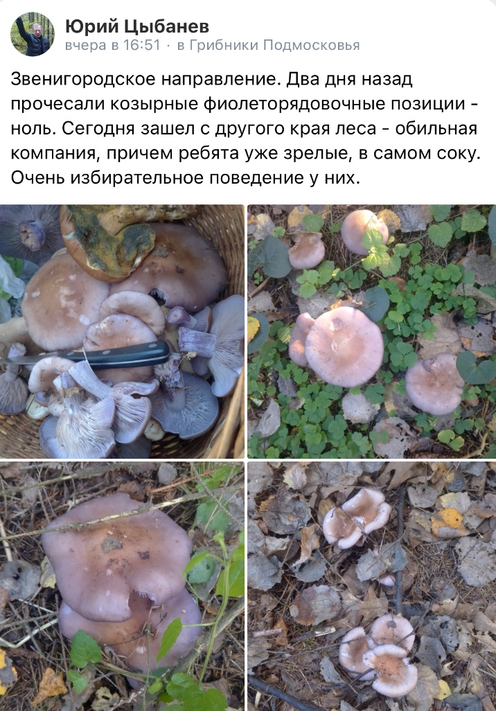 Сборы за 20 октября 