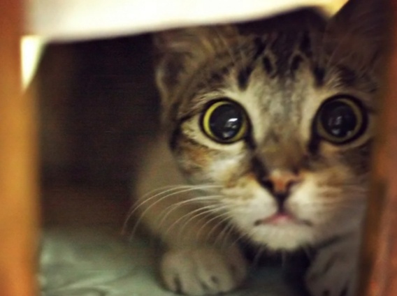 Как расположить к себе абсолютно любую кошку