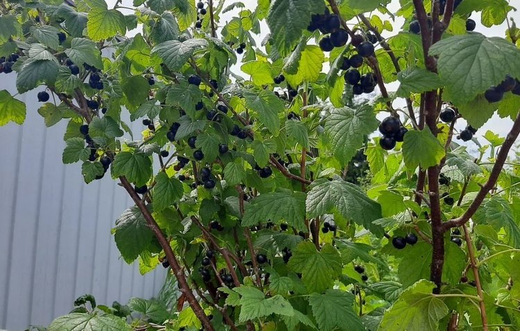    Молекула хорошего настроения и здорового мозга впервые добыта из черной смородины и запатентована