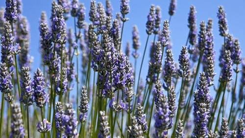 Фото: amp.shkolazhizni.ru