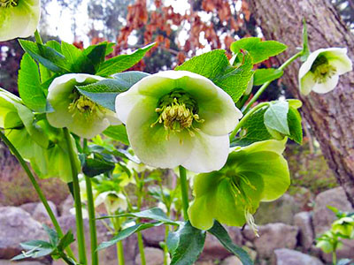 Фото: floraprice.ru