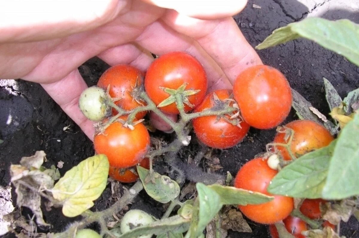    Флорида Петит.