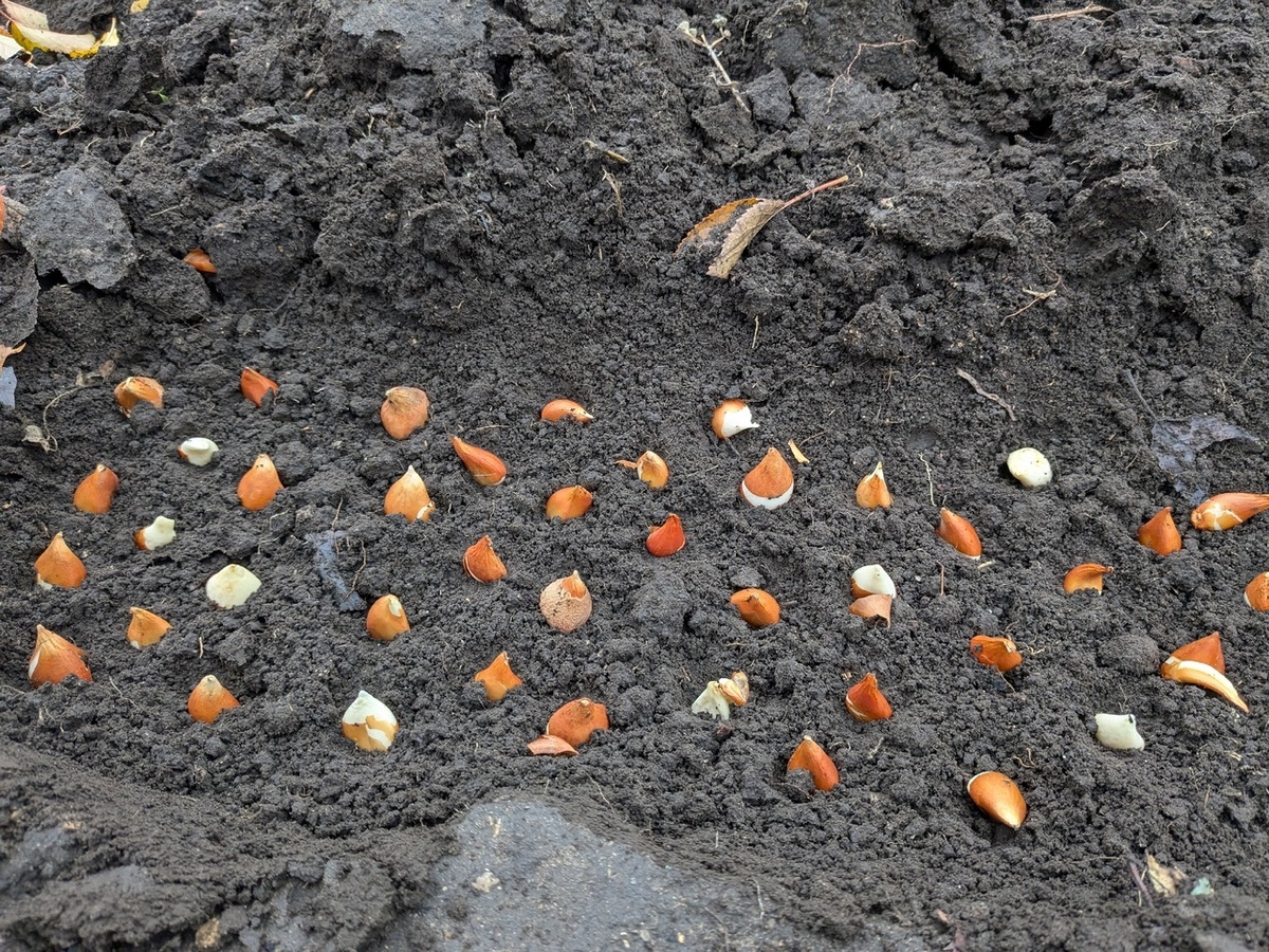 Посадка тюльпанов после выгонки