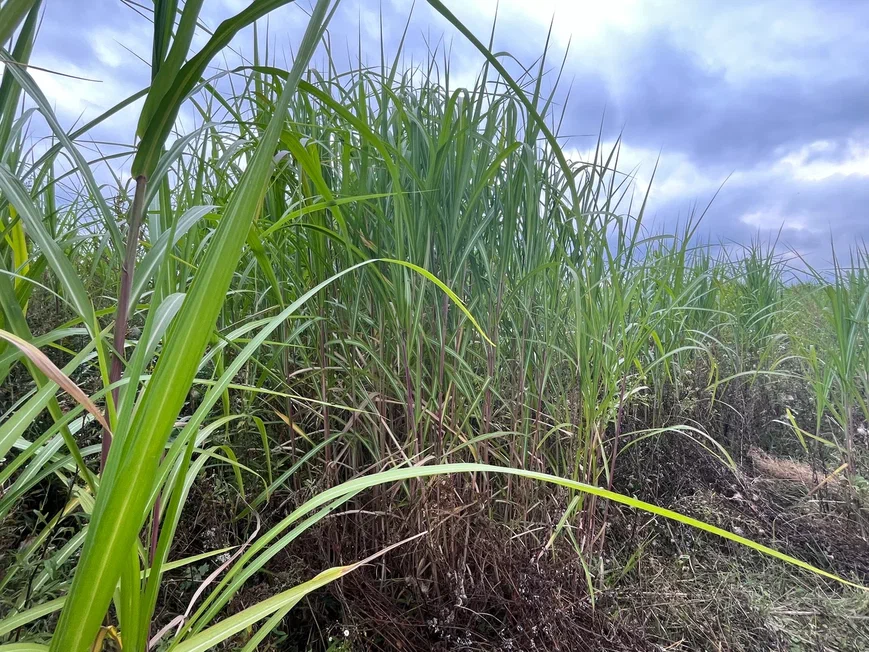 Мискантус гигантский. Источник фото: ООО "Первый питомник"