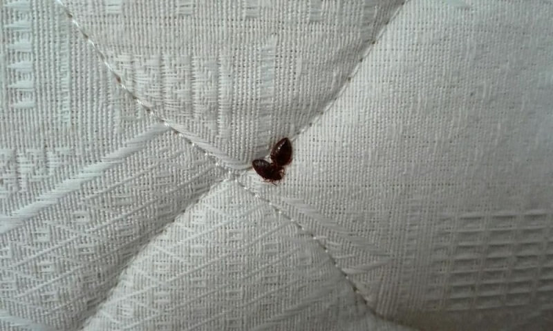 От клопов никто не застрахован.