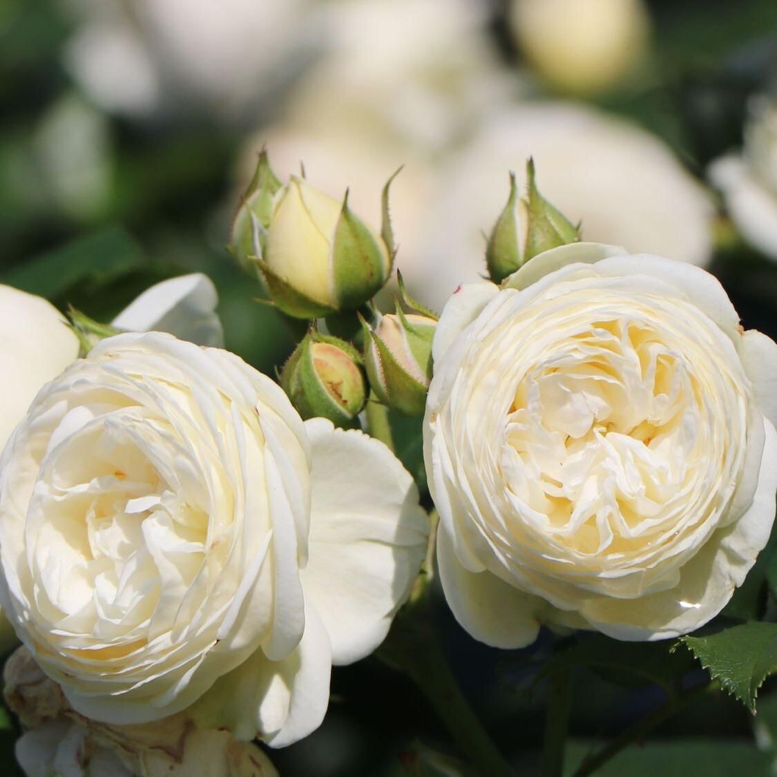 Артемис Artemis (Sweet child of mine ) Tantau Германия, 2009