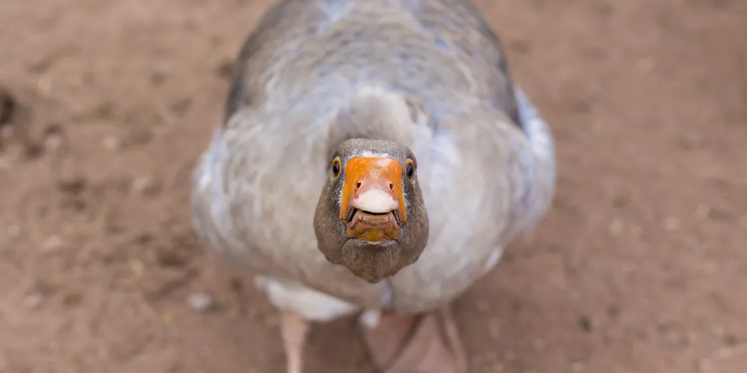 Иерархия внутри стаи гусей: Даже у волков попроще будет!