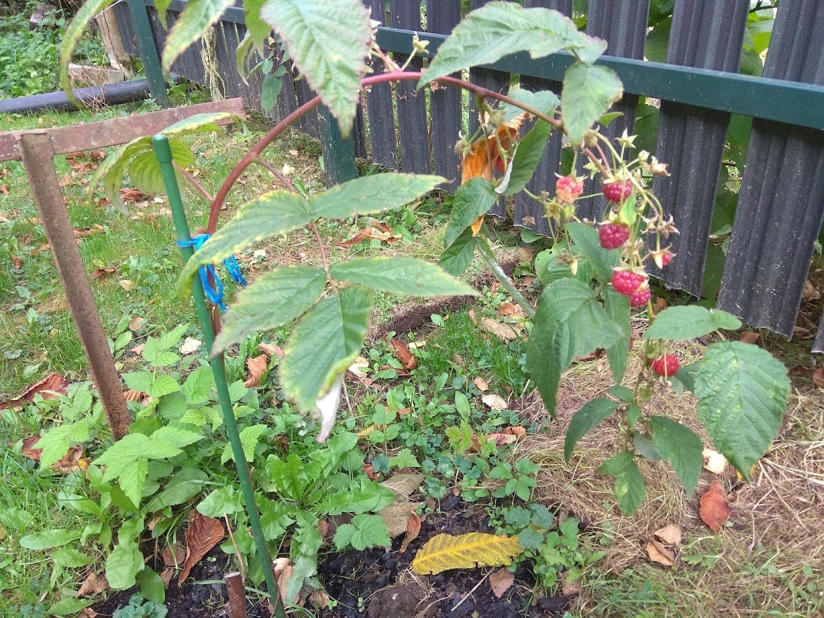 Ремонтантная малина все еще плодоносит...